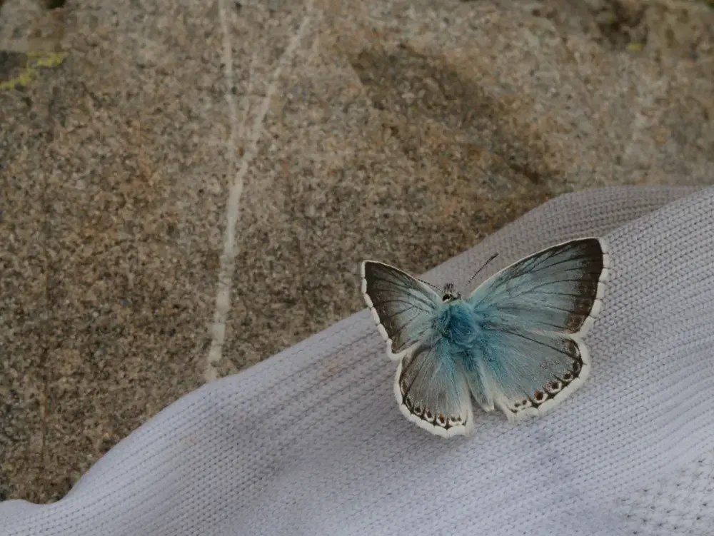 papillon blanc insignifiant ouvert, révèle ses couleurs une fois ouvert
