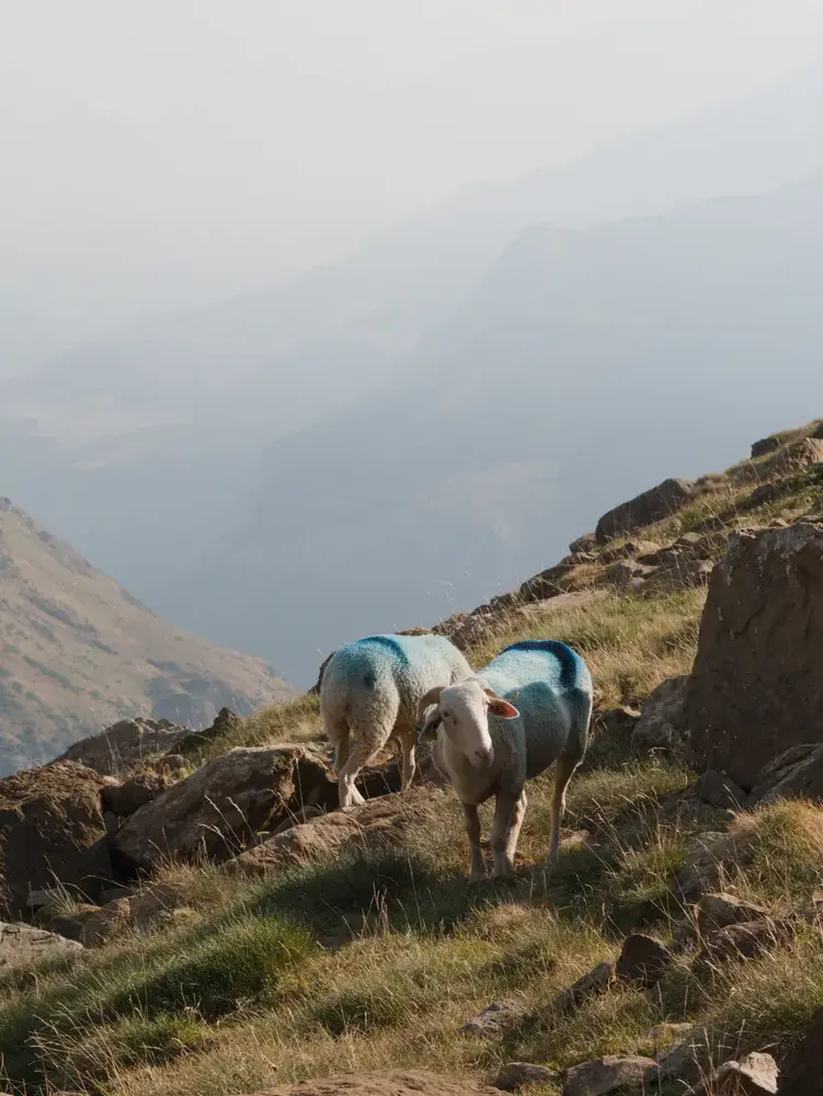 Par peur de se faire voler ses moutons, le berger les peint en bleu