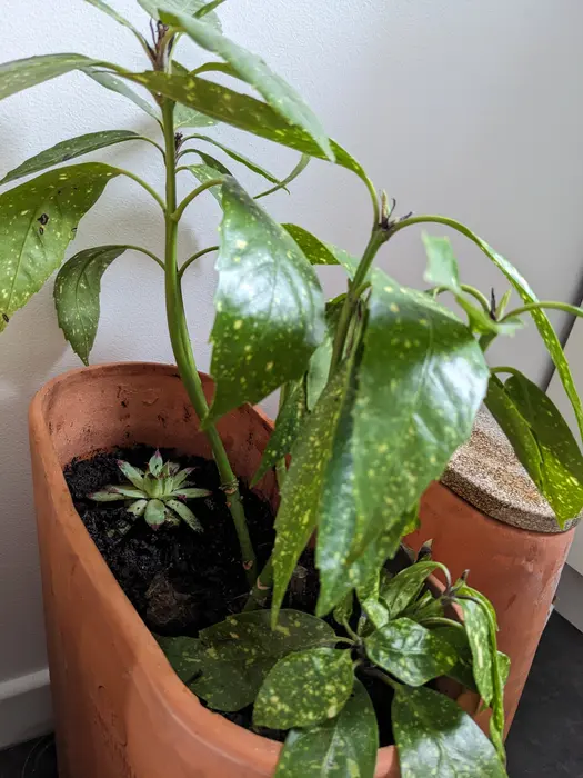 Image non détaillée mais  illustrant la note