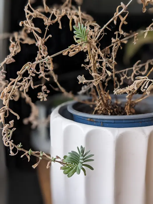 Image non détaillée mais  illustrant la note