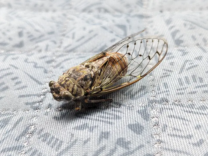 Image non détaillée mais  illustrant la note